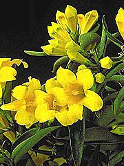 Carolina Jasmine Vine