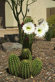 Argentine Giant Cactus